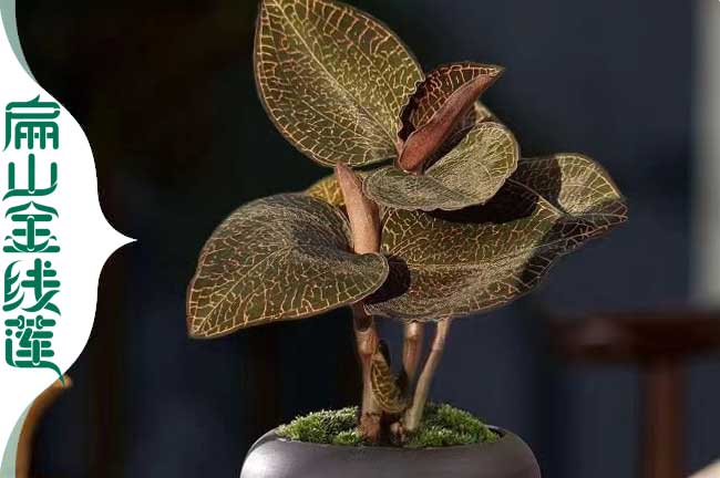 扁山金線蓮重慶種植區(qū)：渝中萬州涪陵金線蓮種苗批發(fā)1.2元/珠