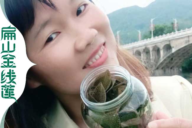 福建金線(xiàn)蓮種苗