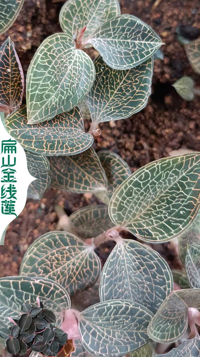 S三明金線蓮苗批發(fā)價格多少錢一棵-福建三明金線蓮批發(fā)