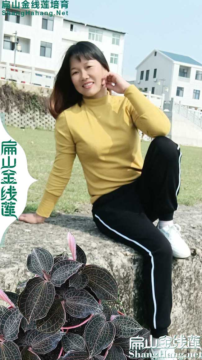 揭陽(yáng)金線蓮苗批發(fā)