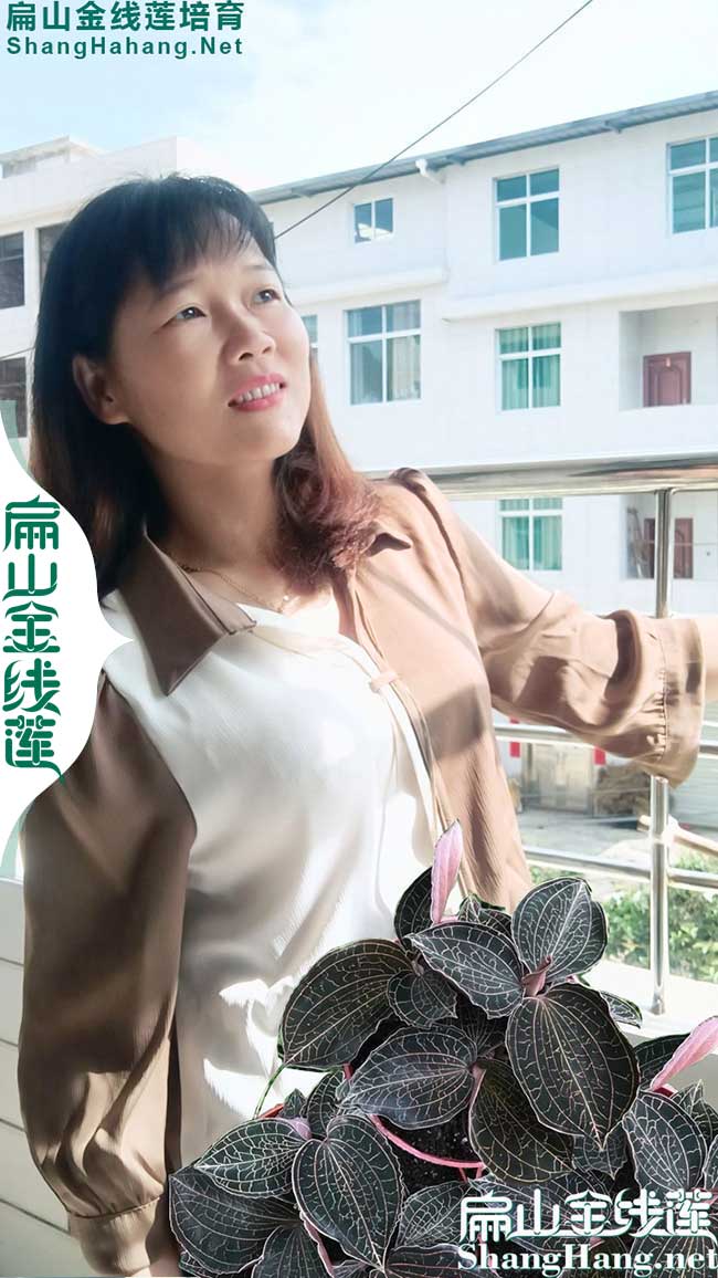 臺(tái)灣金線(xiàn)蓮批發(fā)
