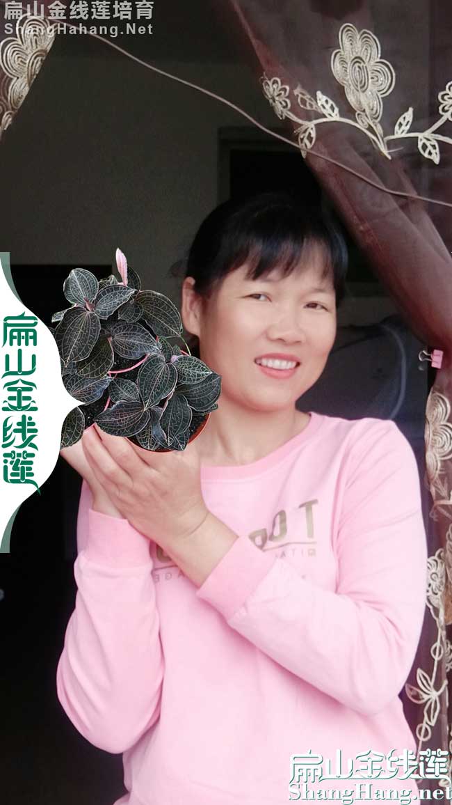 金華金線蓮批發(fā)