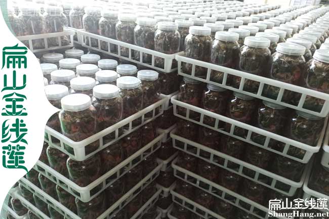瓶裝臺灣金線蓮種植基地 臺灣金線蓮種苗批發(fā)多少錢一棵1元/珠