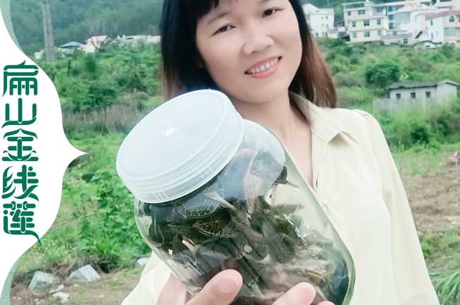 珠海瓶裝金線(xiàn)蓮批發(fā)