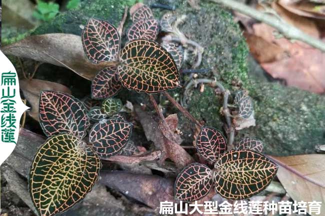 金線蓮大廠家 福建金線蓮種苗干貨 30顆瓶苗 42珠袋苗批發(fā)價