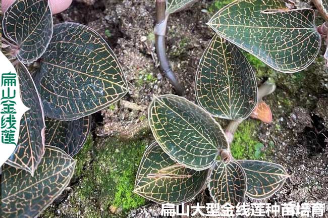 臺(tái)灣大葉金線蓮種苗批發(fā)