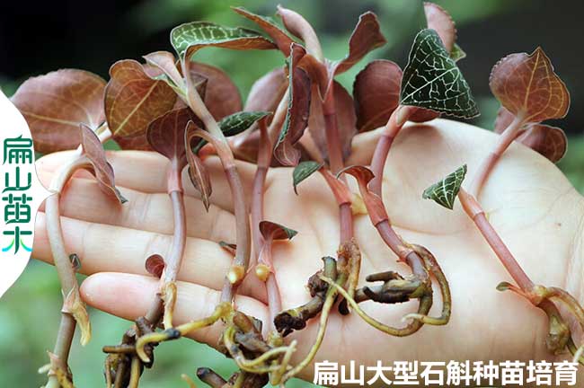 金線蓮干品種苗批發(fā) 福建金線蓮種苗干貨基地 可食用種子6元