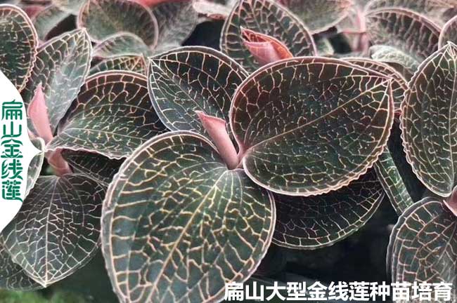 福建金線蓮種苗批發(fā)大型基地 福建漳州龍巖三明寧德福州12CM
