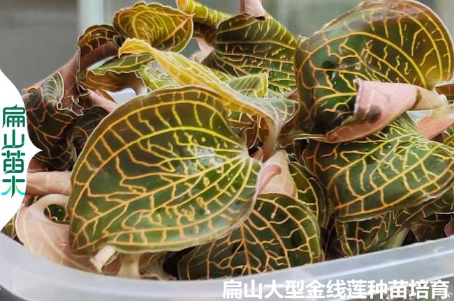 來(lái)吧!南靖規(guī)?；a(chǎn)金線蓮種苗福建漳州基地 批發(fā)好價(jià)格0.3