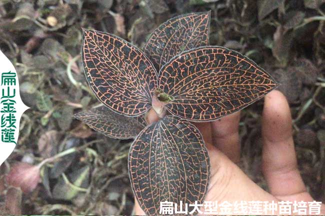 金線蓮種苗 福建金線蓮種苗 規(guī)?；＝ń鹁€蓮種苗批發(fā)68萬(wàn)