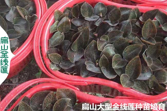 大基地福建金線蓮種苗批發(fā) 福建金線蓮種苗價格多少錢一珠