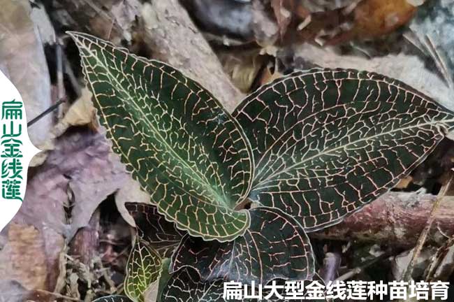 新鮮金線蓮福建銷路 林下仿野生種苗干貨批發(fā)價 干品價格