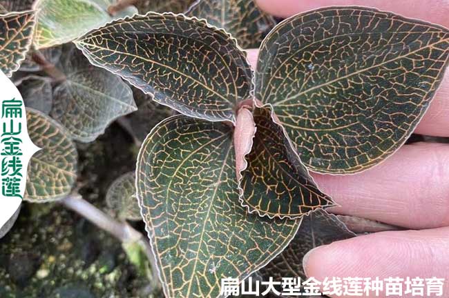 福建鮮貨金線蓮種苗價(jià)格 福建批發(fā)金線蓮種苗 杯瓶苗9元/袋