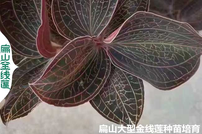 福州金線蓮種苗價格