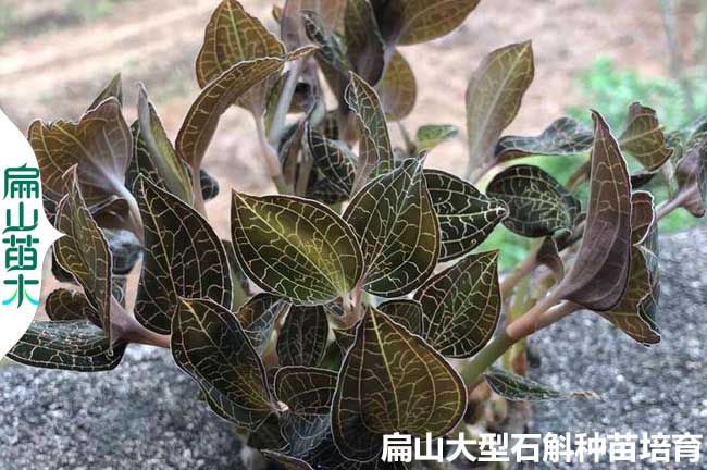 2023大葉圓葉紅霞尖葉金線蓮種苗 福建南靖漳州 批發(fā)30珠/瓶