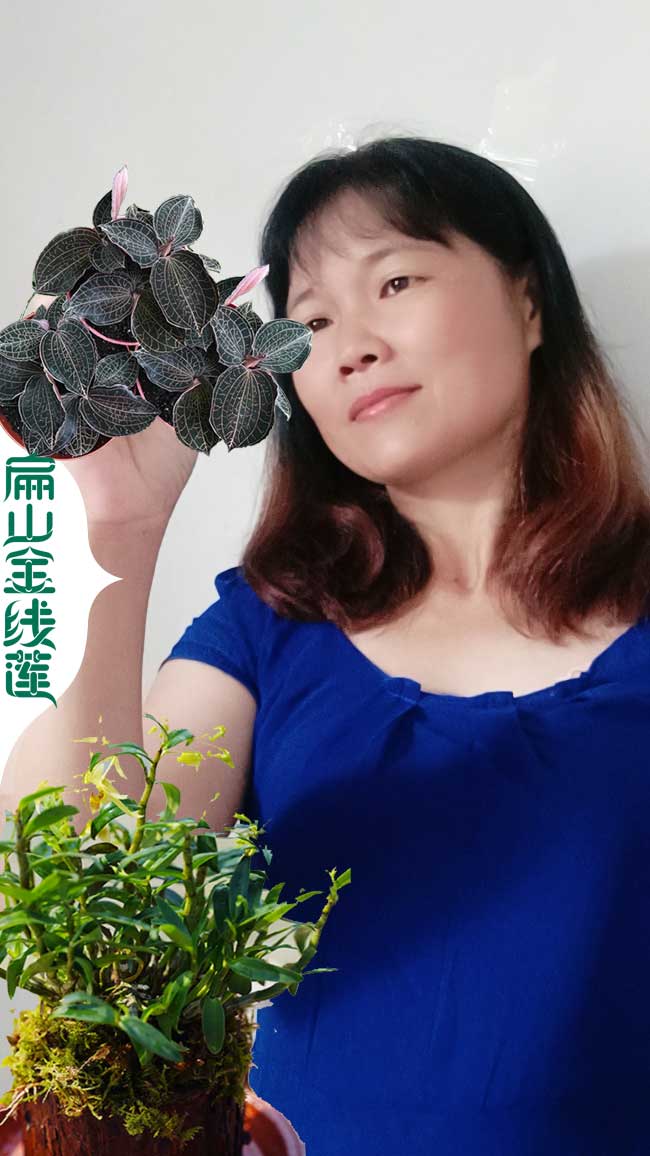 扁山萍鄉(xiāng)的金線蓮種苗培育基地批發(fā) 萍鄉(xiāng)金線蓮種植價1.2元