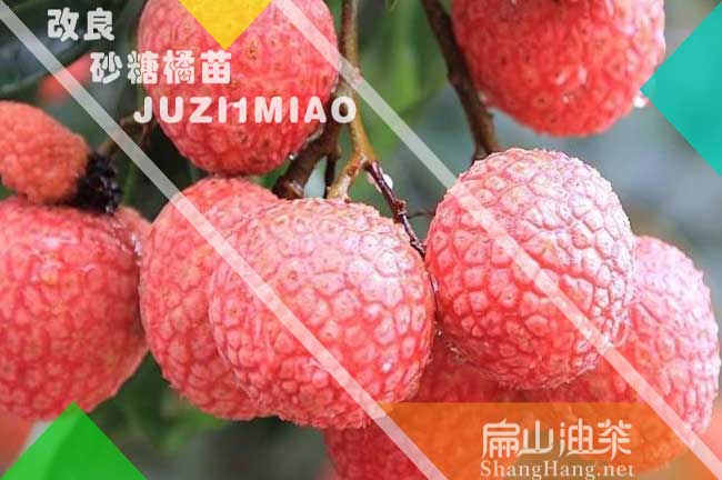 濮陽龍眼樹苗