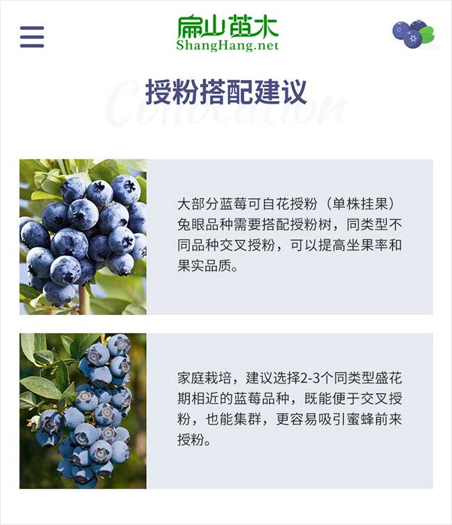 藍(lán)莓種植技術(shù)