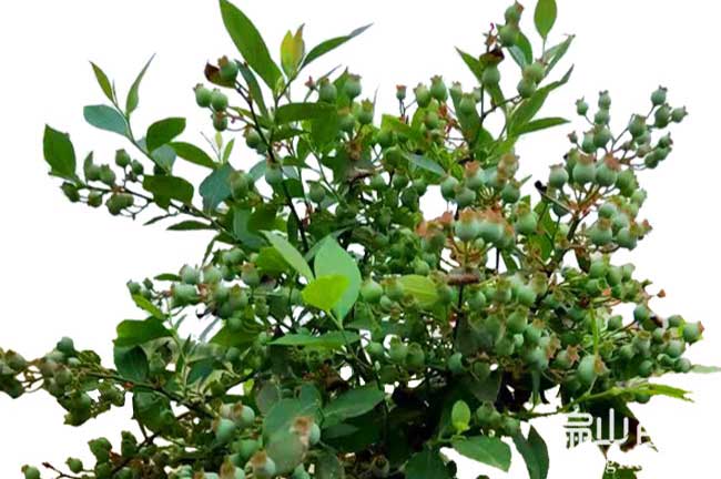 10年藍(lán)莓苗