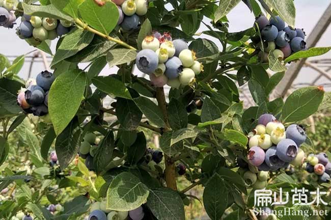 廣西藍(lán)莓樹苗批發(fā)