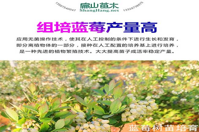 高產(chǎn)藍莓苗