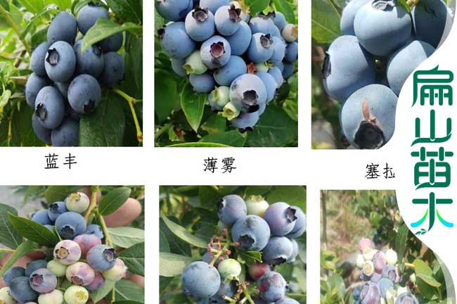藍(lán)莓苗品種