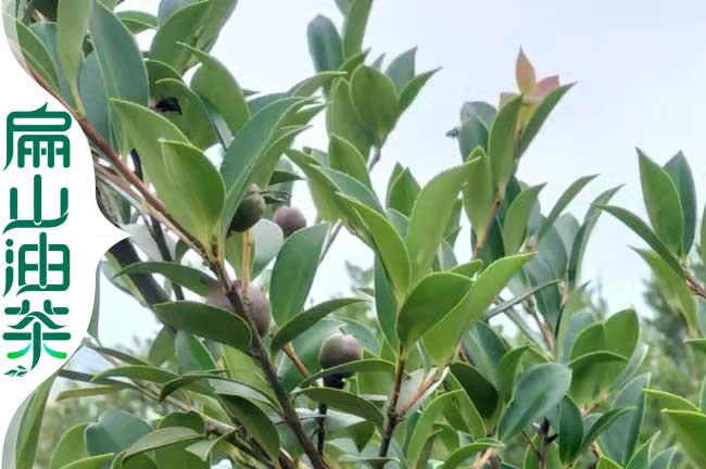 已掛果大油茶樹(shù)