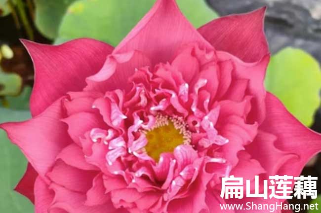 三明蓮藕種植苗批發(fā) 三明蓮藕種植苗批發(fā)