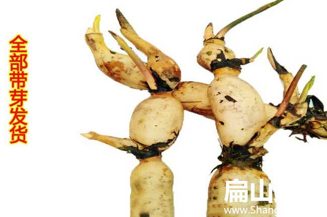 永安蓮藕種苗 永安蓮藕種苗