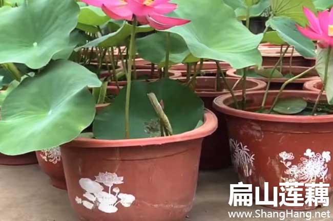 三明蓮藕批發(fā) 三明蓮藕批發(fā)