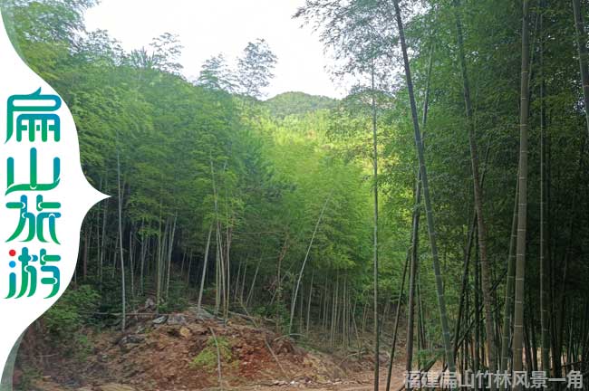 上杭竹林景點(diǎn)