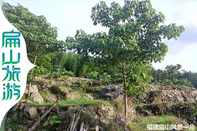扁山梧桐樹風(fēng)景一角