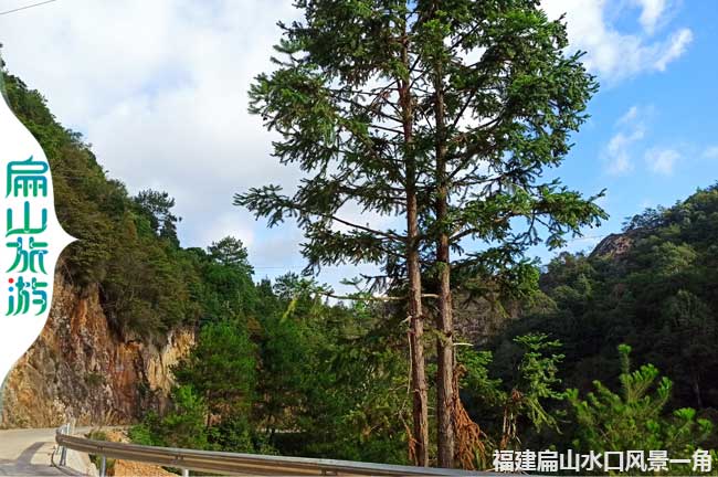 扁山水庫風(fēng)景杉樹