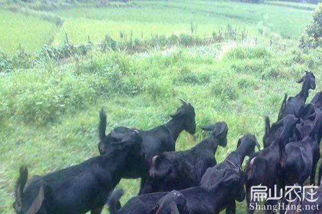 長(zhǎng)汀山羊養(yǎng)殖基地 長(zhǎng)汀山羊養(yǎng)殖基地