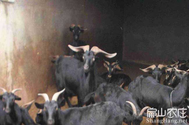武平山羊養(yǎng)殖 武平山羊養(yǎng)殖