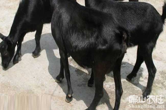 長(zhǎng)汀種羊苗 長(zhǎng)汀種羊苗