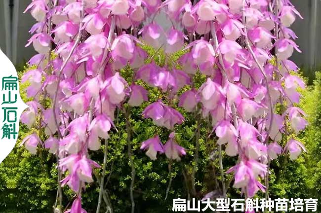 梧州金釵石斛種苗批發(fā)