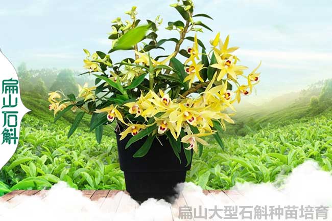 廣東惠州鐵皮米石斛種苗干品大型批發(fā)交易市場(chǎng) 50-1000G價(jià)格