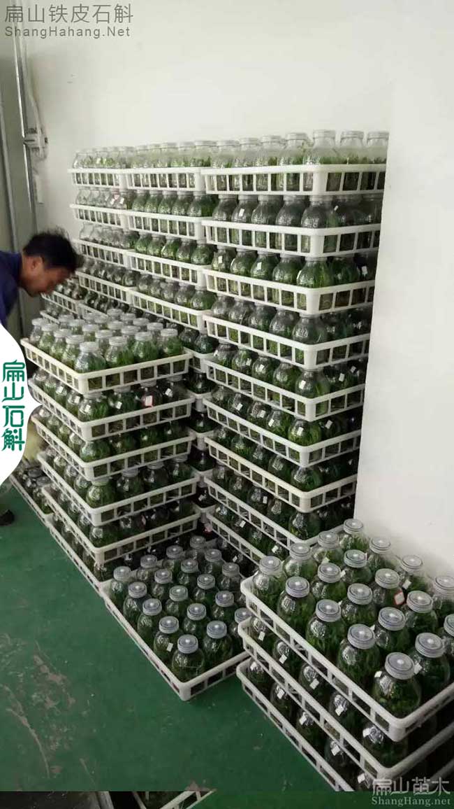 南有福建金線蓮苗批發(fā) 北有安徽鐵皮石斛種苗價格 1元/珠