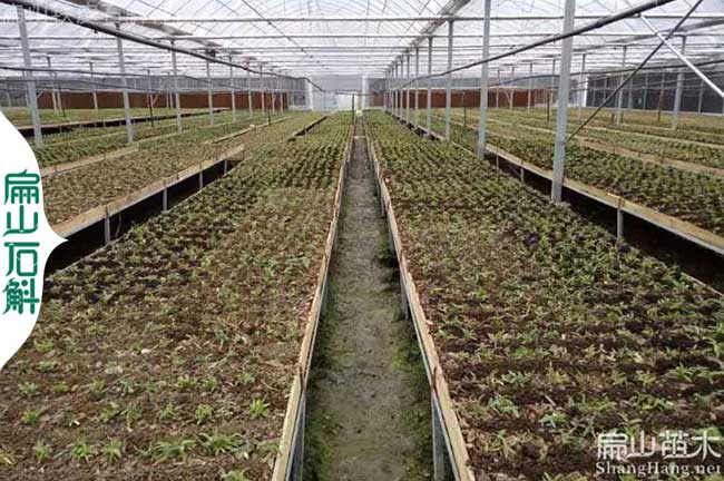 貴州銅皮石斛種植基地