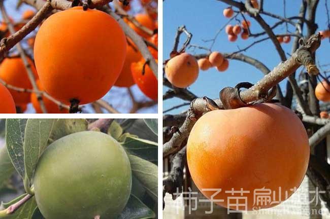 山東-聊城櫻桃苗泰安柿子苗濟南青島蘋果苗批發(fā)種植基地