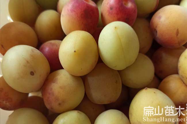 聊城梅子樹(shù)苗批發(fā)