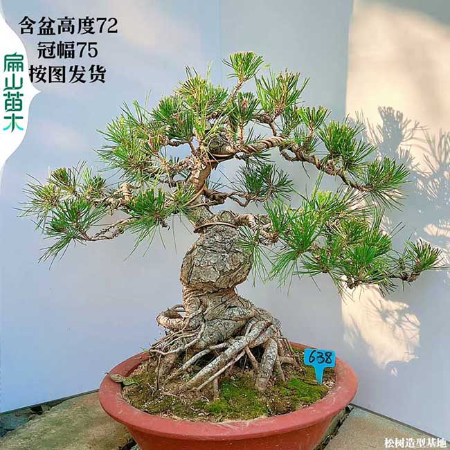 潮州東莞哪里有華南五針黑松樹盆景批發(fā)基地 30-50-80CM