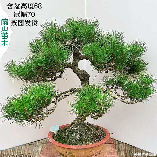 廈門(mén)造型松樹(shù)苗 福州五針馬尾刮油松小杯苗造型盆景基地98元