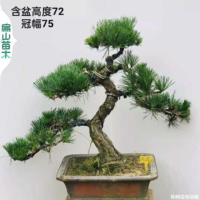 jidi福建黑松濕地松盆景 廣西馬尾短五針?biāo)稍煨?廣東10萬珠