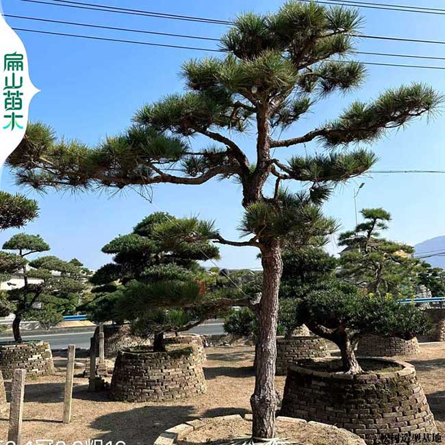 中山馬尾松羅漢松柏樹盆景造型批發(fā)基地 中山1-2-5-3-4米