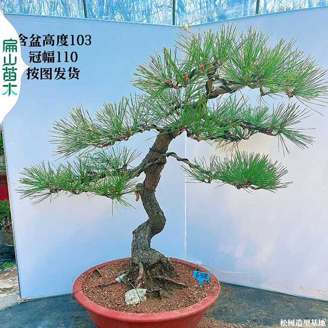 韶關(guān)馬尾松日本五針樹(shù) 廣東惠州華南刮油松大杯苗50-120公分