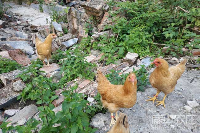 長(zhǎng)汀河田雞苗