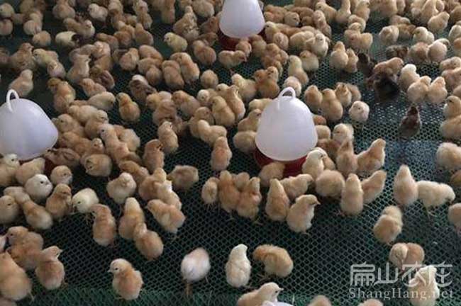 長(zhǎng)汀河田雞苗孵化