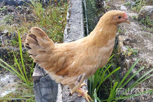 長(zhǎng)汀河田雞蛋
